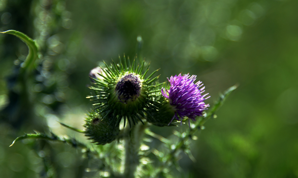 _DSC8721_.JPG