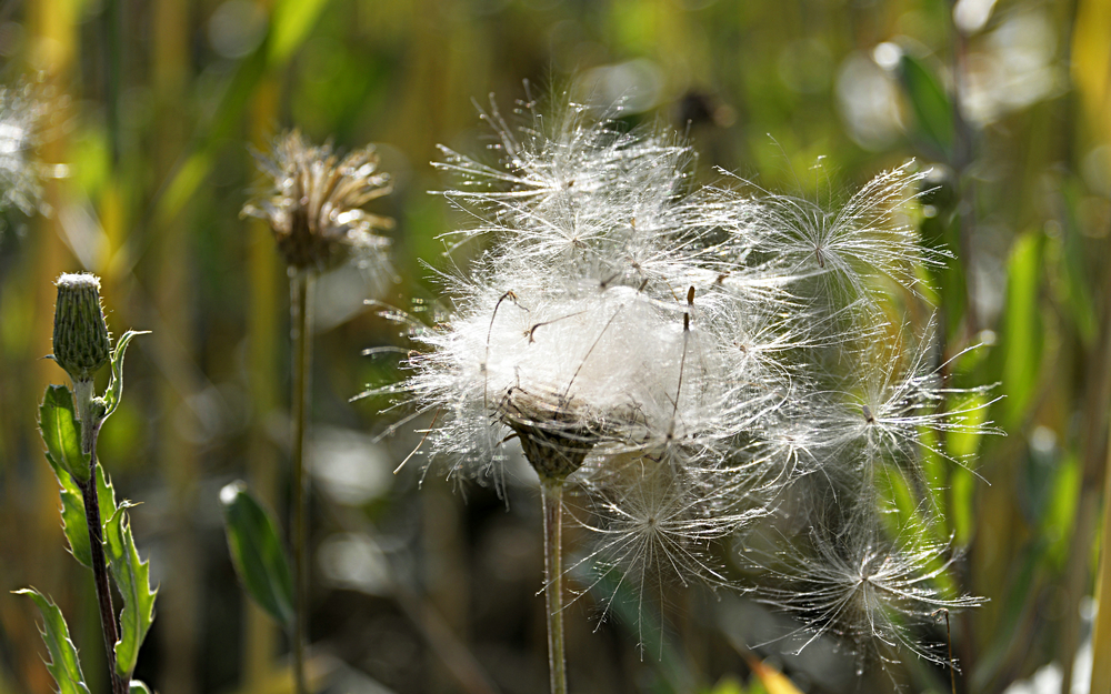 _DSC8731_.JPG