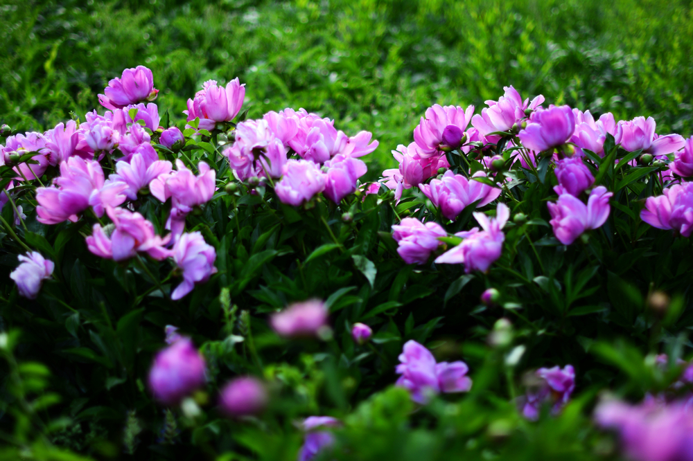 nEO_IMG__DSC1818.jpg