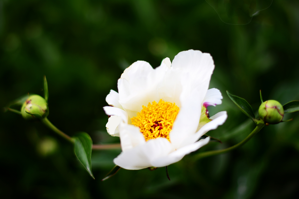 nEO_IMG__DSC1810.jpg