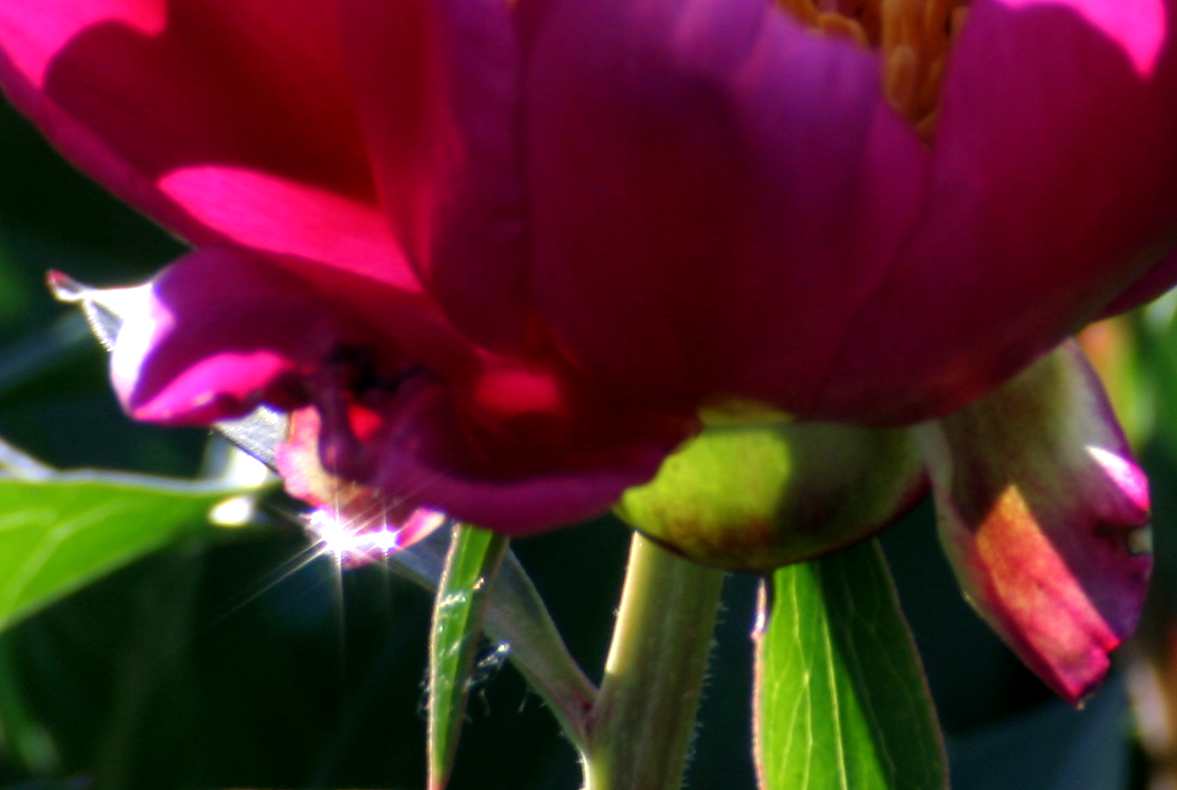 IMG_3938_.jpg