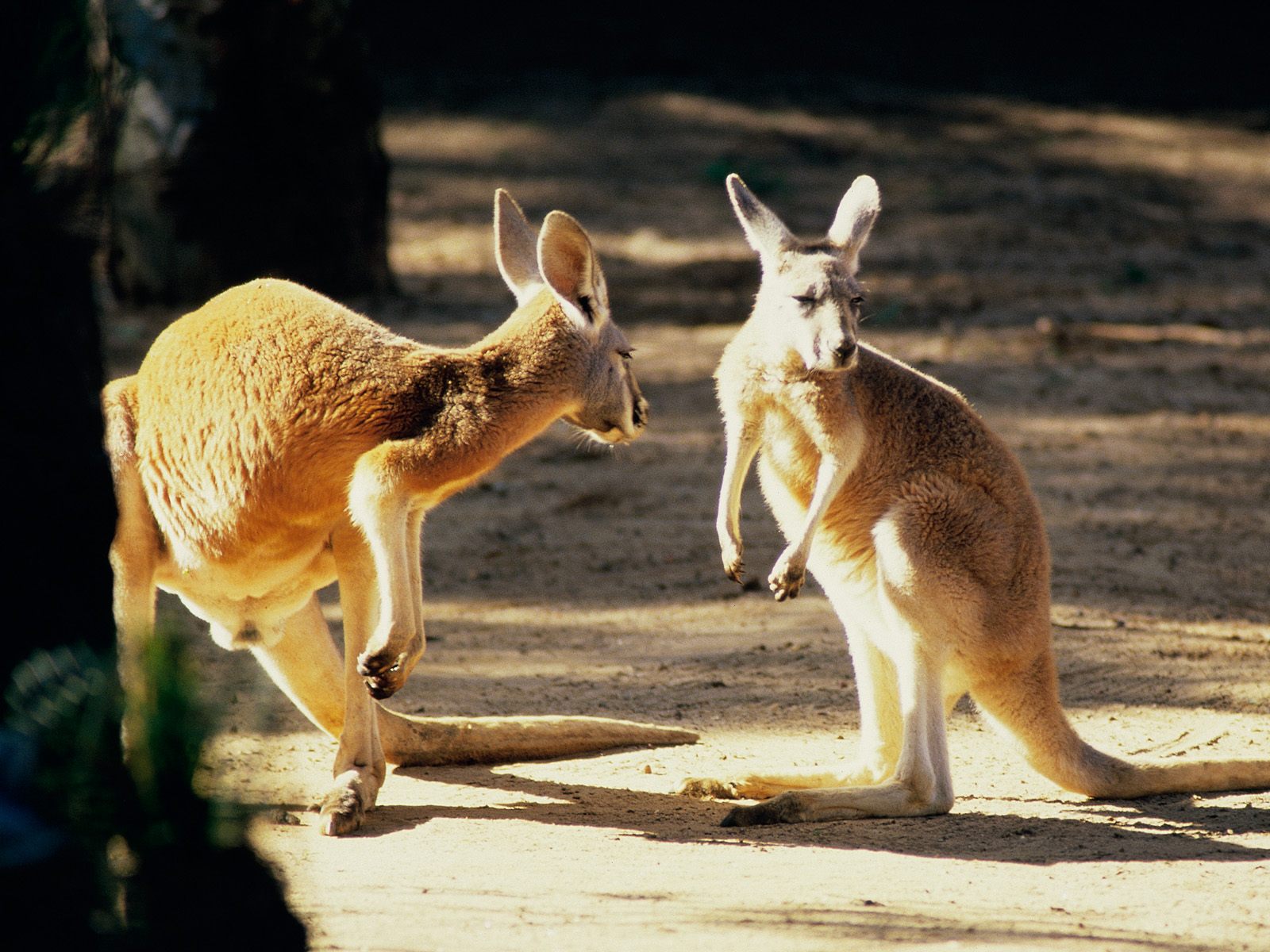 Australia06.jpg