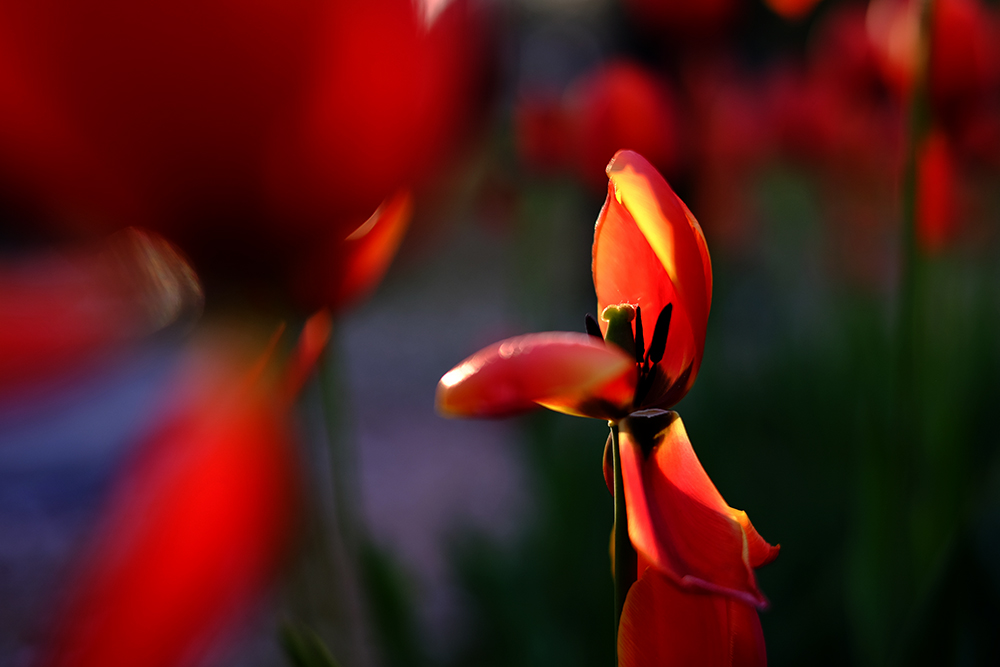 JFXT5974.jpg