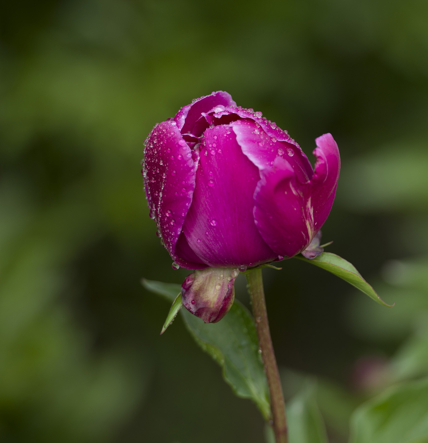 _DSC8229.JPG