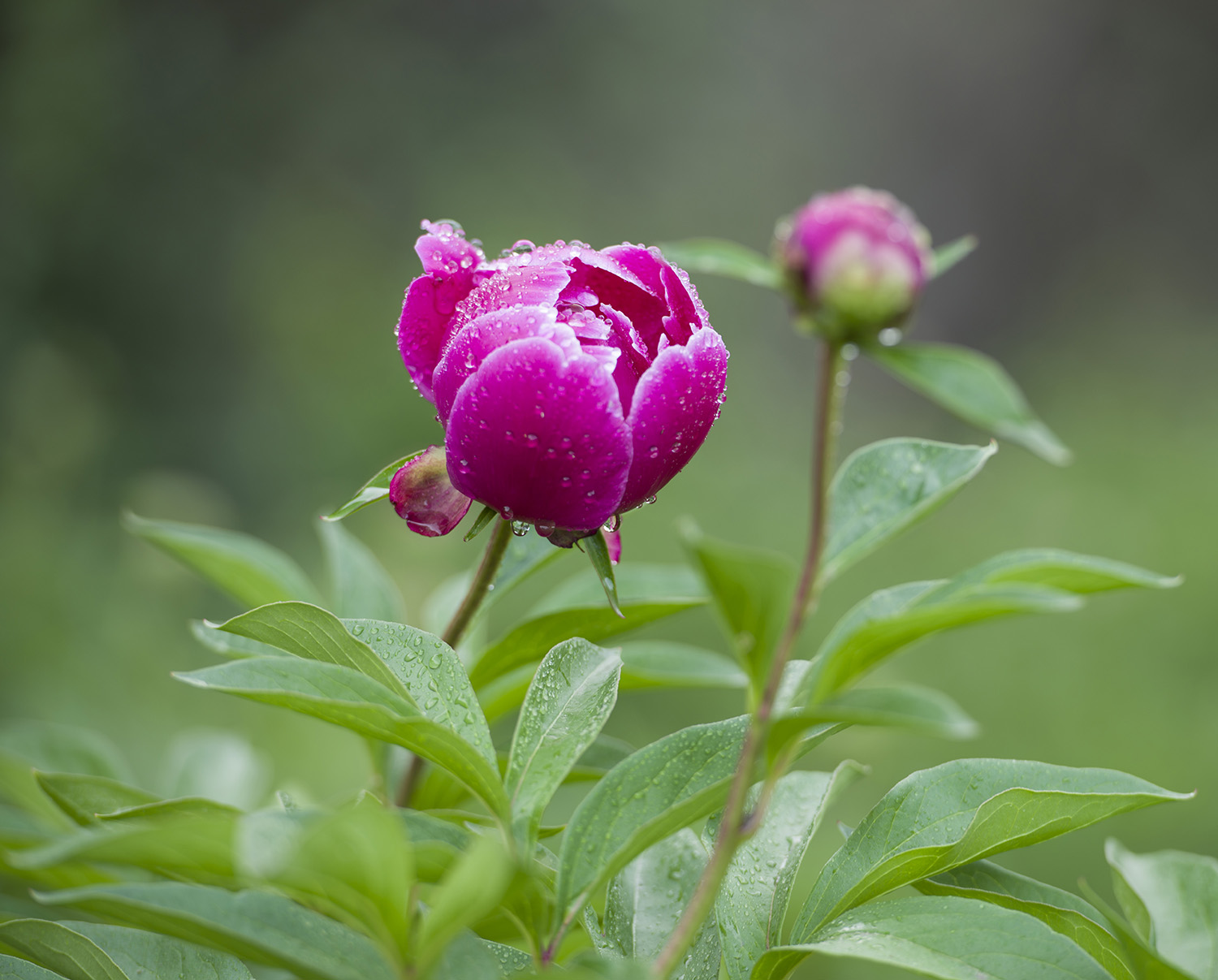 _DSC8250.JPG