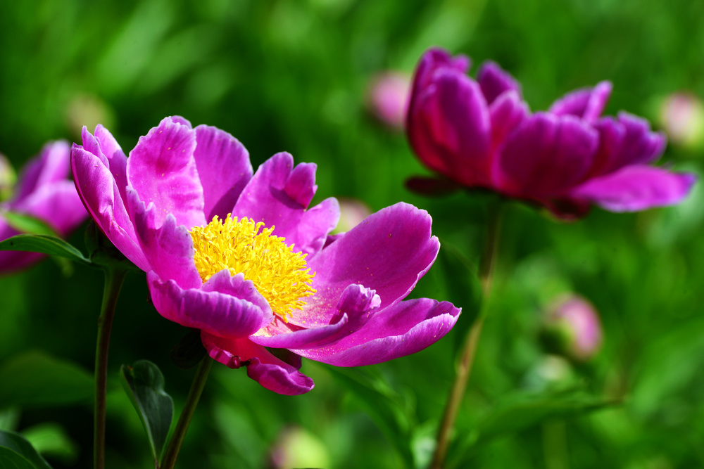 nEO_IMG__DSC7189.jpg