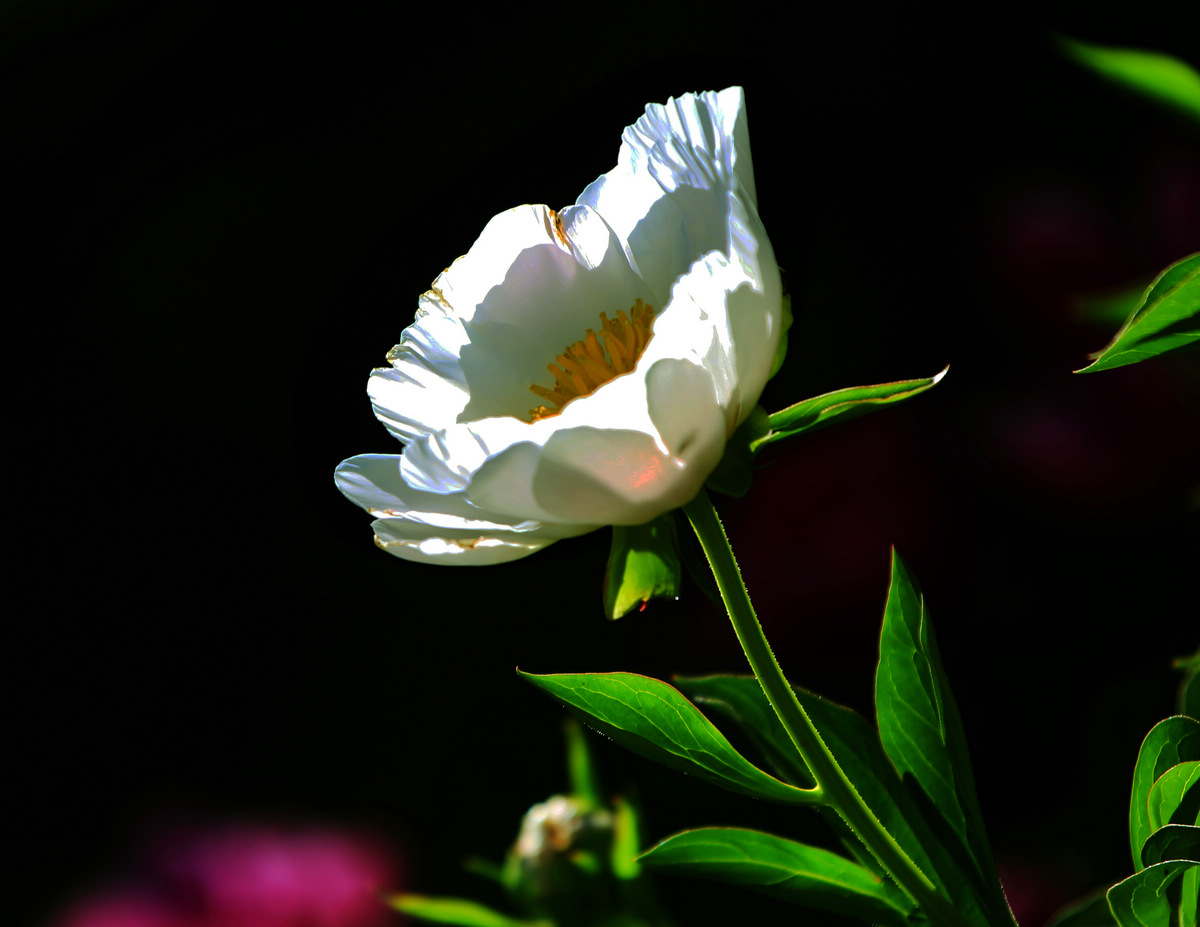 5X4A9254.jpg