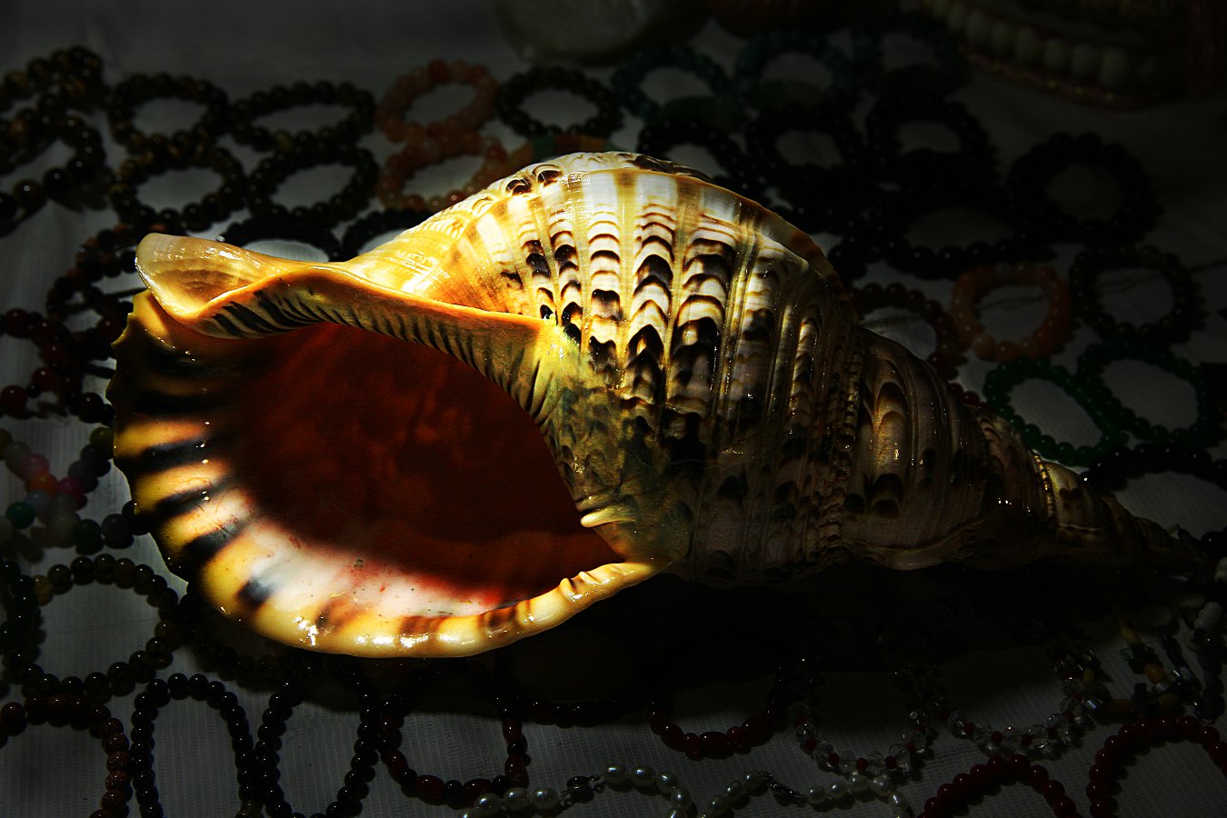 479A2575Q.jpg