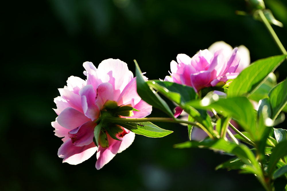 nEO_IMG__DSC7451.jpg