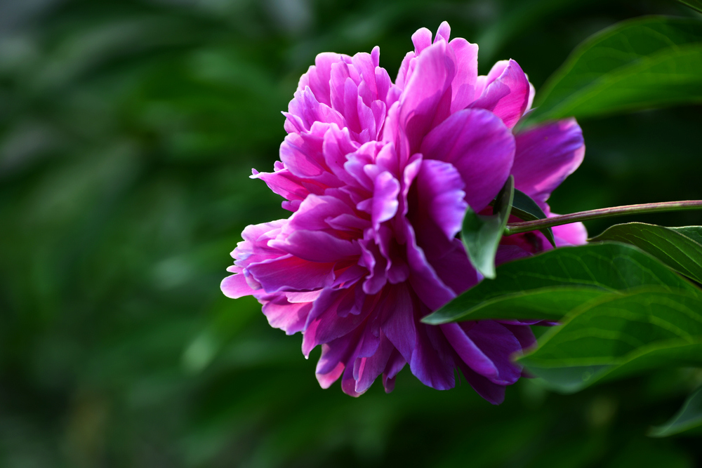 nEO_IMG__DSC7452.jpg