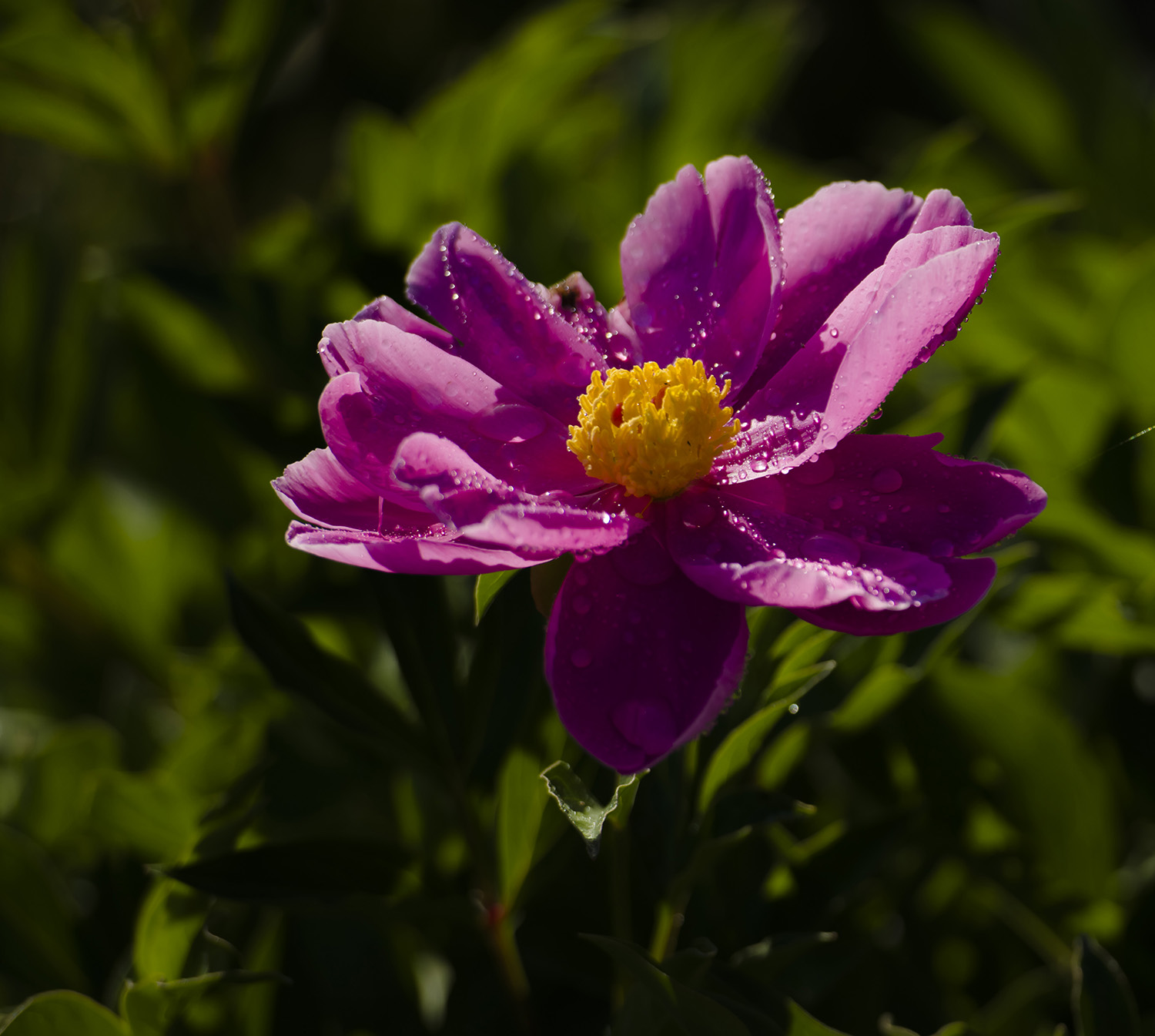 _DSC8463.JPG