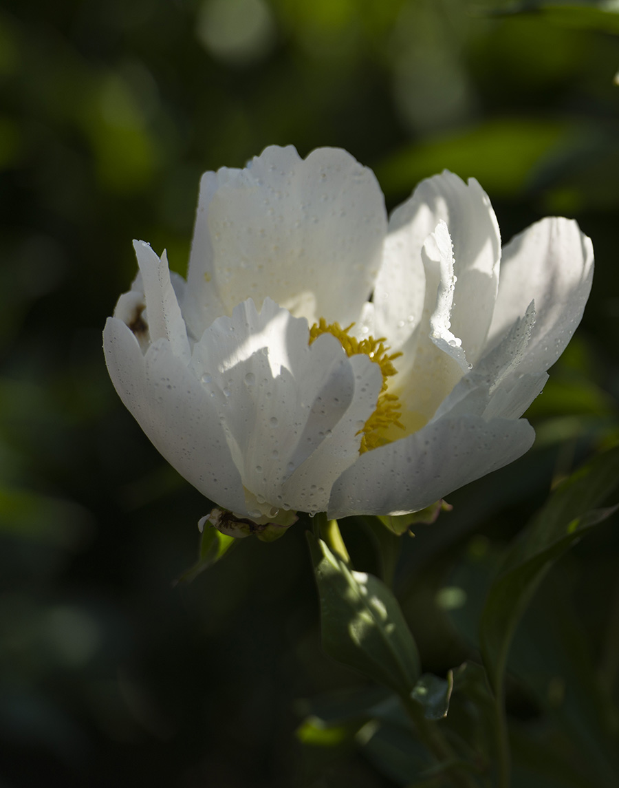 _DSC8516.JPG