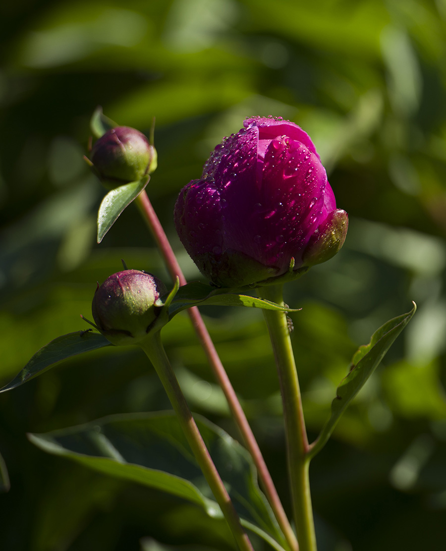 _DSC8581.JPG