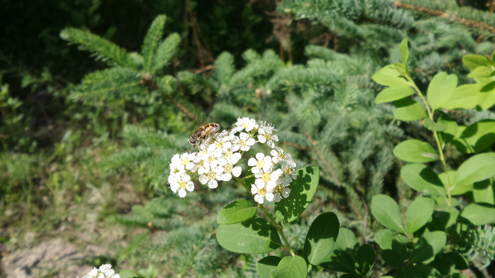 nEO_IMG_20150522_101502.jpg
