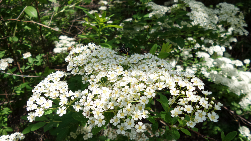 nEO_IMG_20150522_101644.jpg