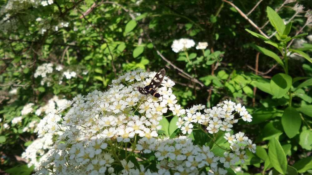 nEO_IMG_20150522_101812.jpg