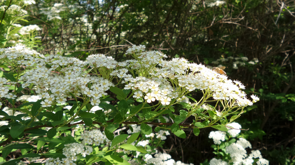 nEO_IMG_20150522_102140.jpg
