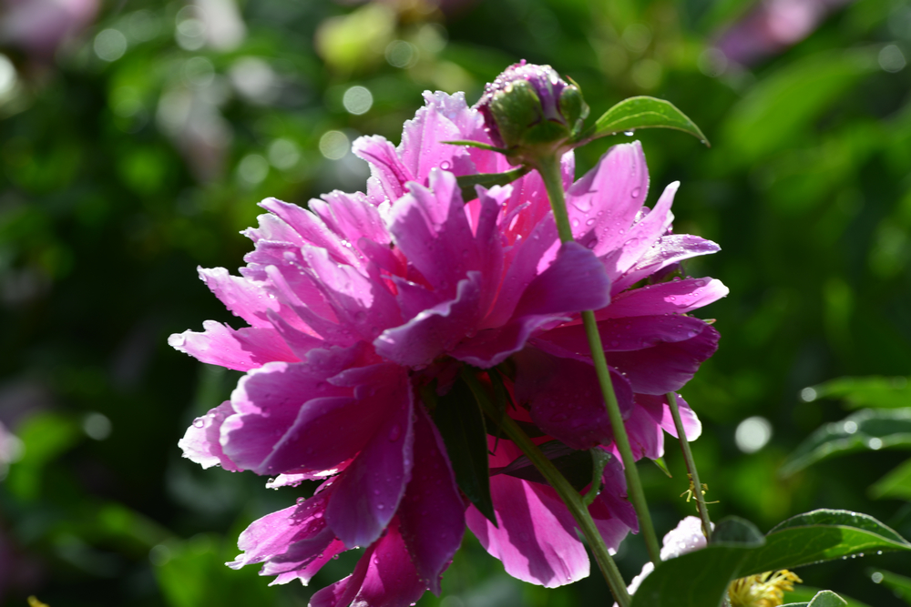 nEO_IMG__DSC7680.jpg