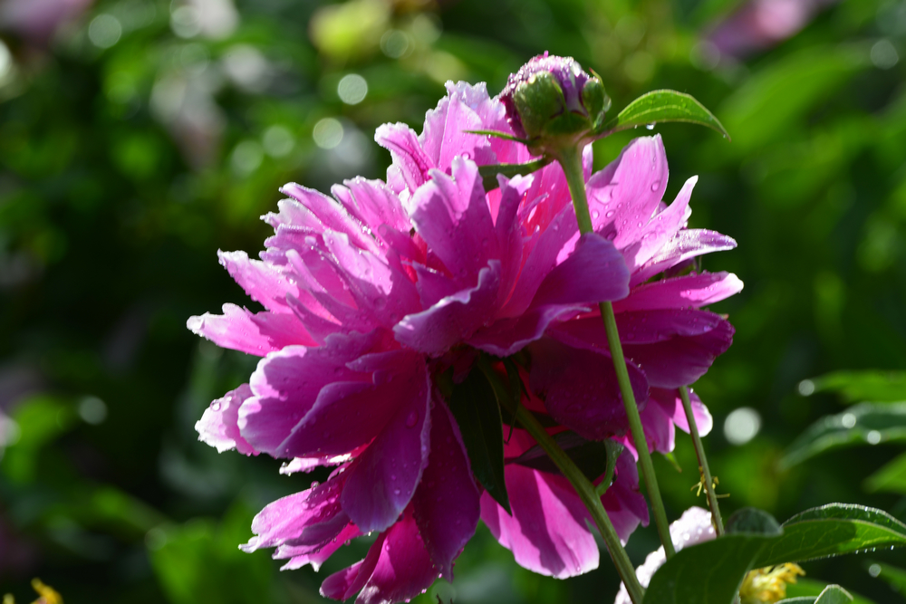 nEO_IMG__DSC7681.jpg