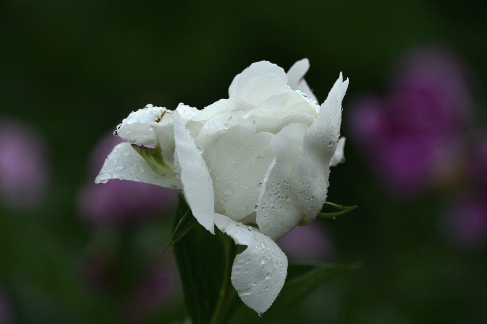 nEO_IMG__DSC7726.jpg