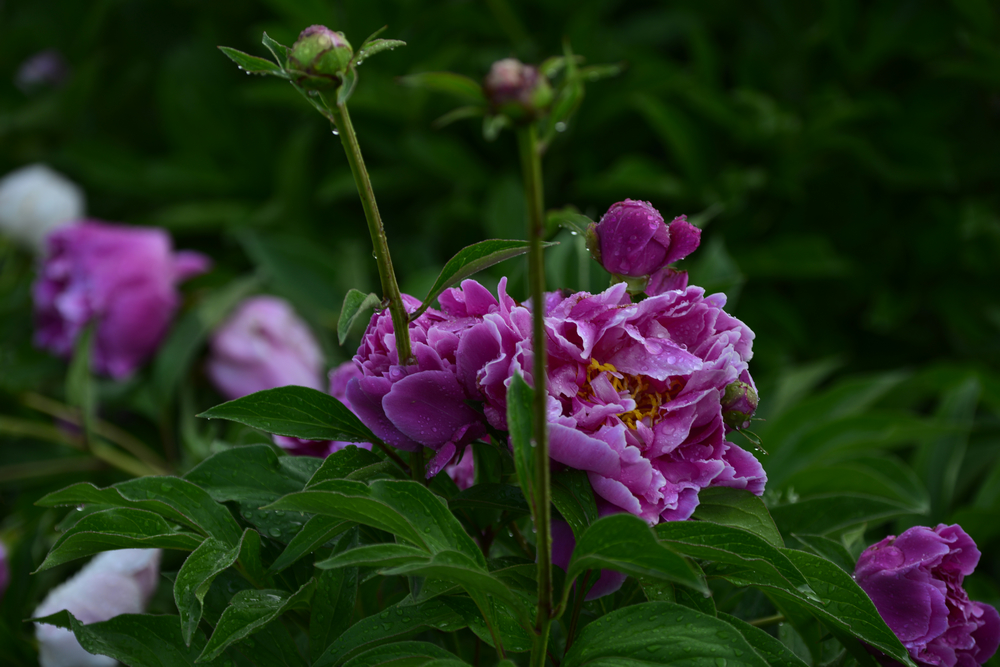 nEO_IMG__DSC7617.jpg