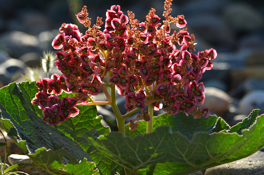 DSC_5618.JPG