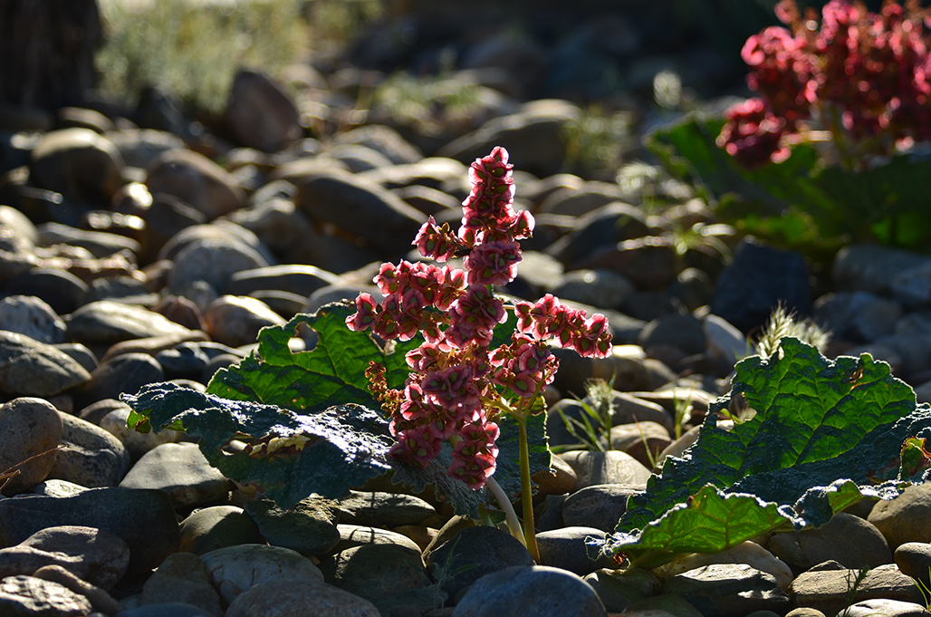 DSC_5619.JPG