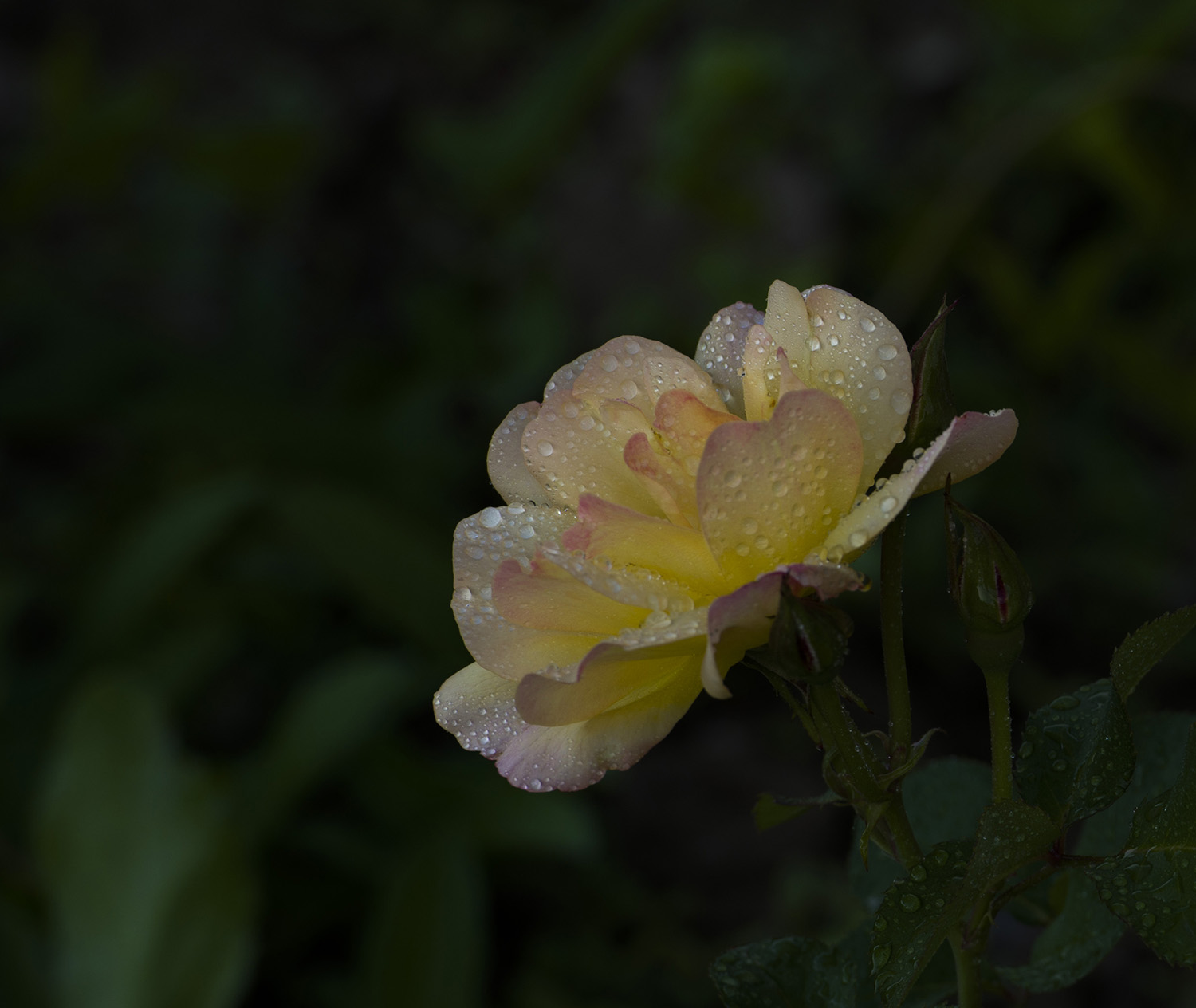 _DSC8658.JPG