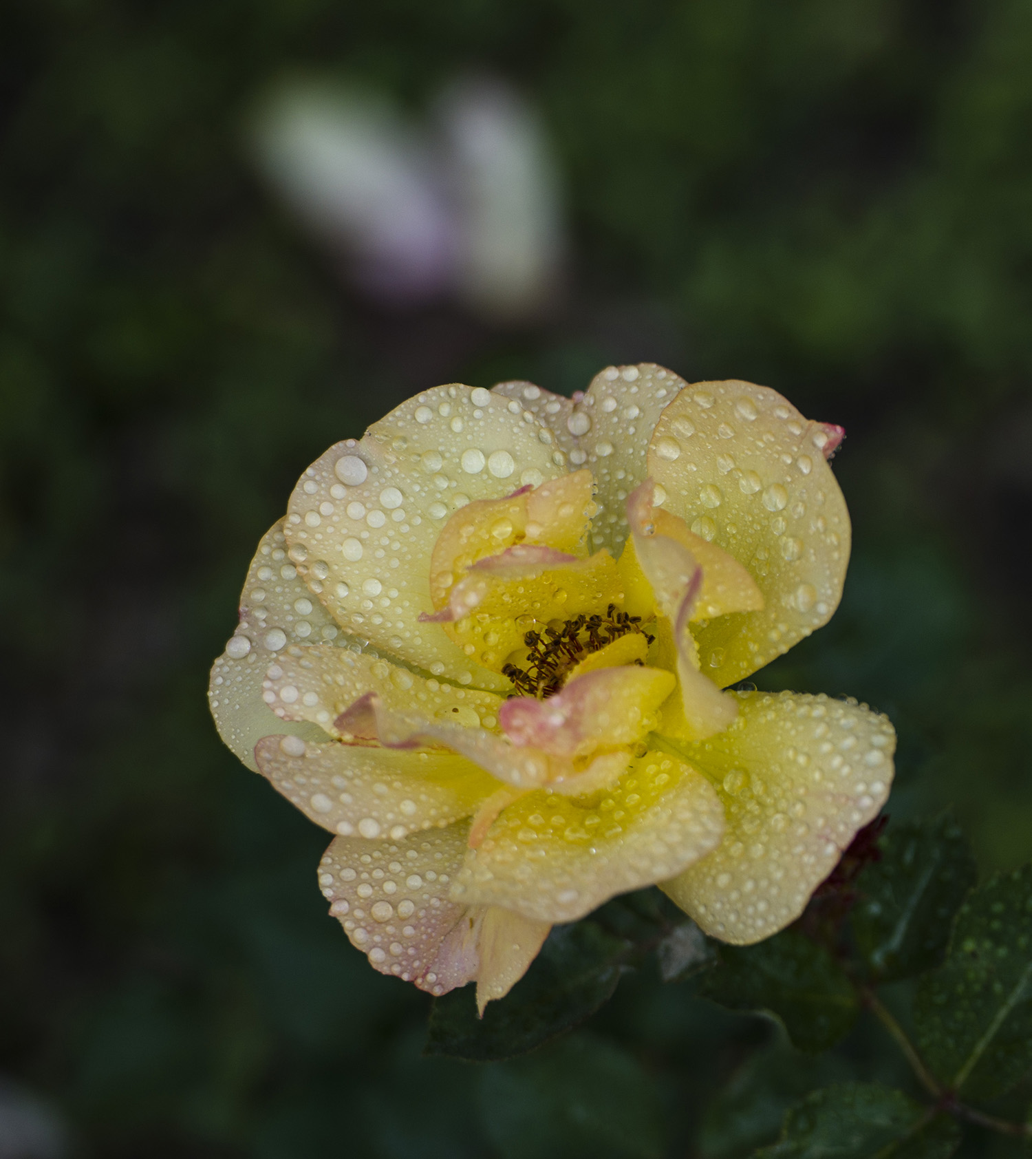 _DSC8681.JPG