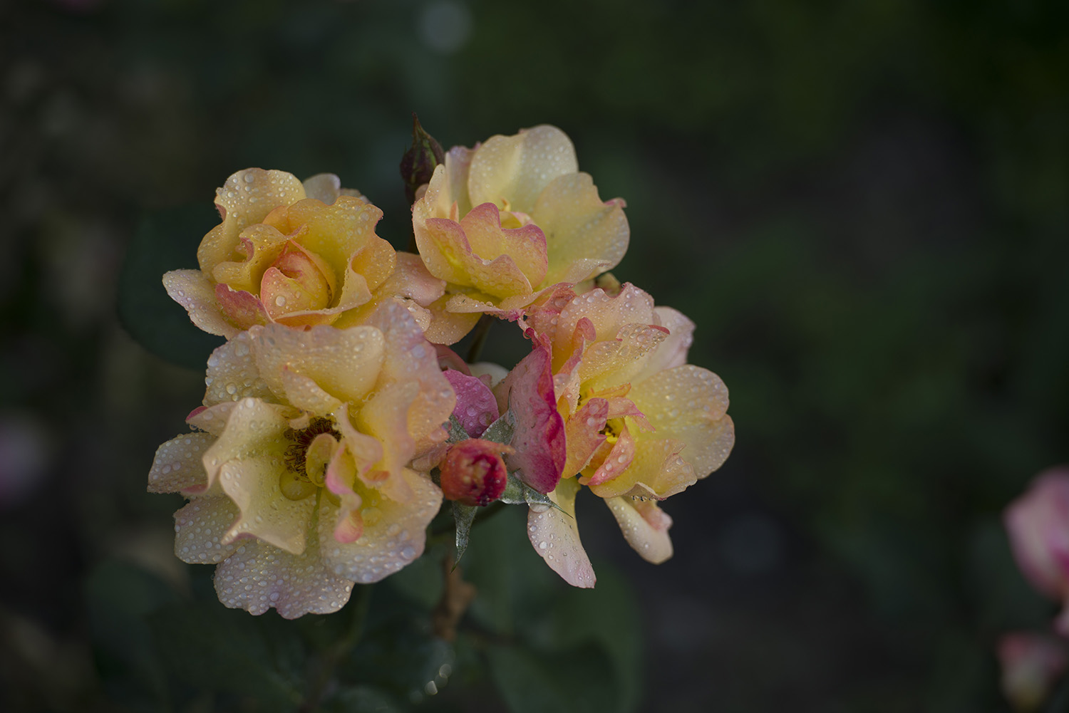 _DSC8710.JPG