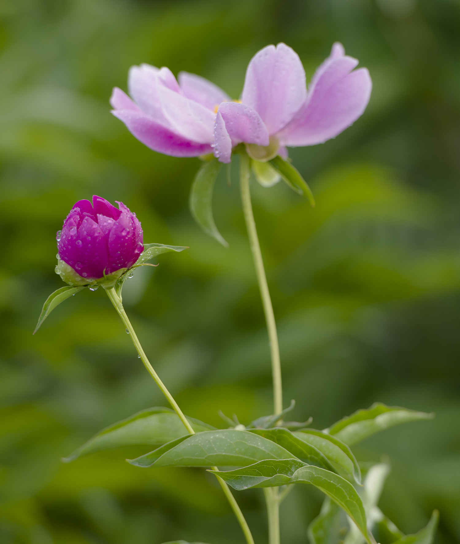 _DSC8768.JPG