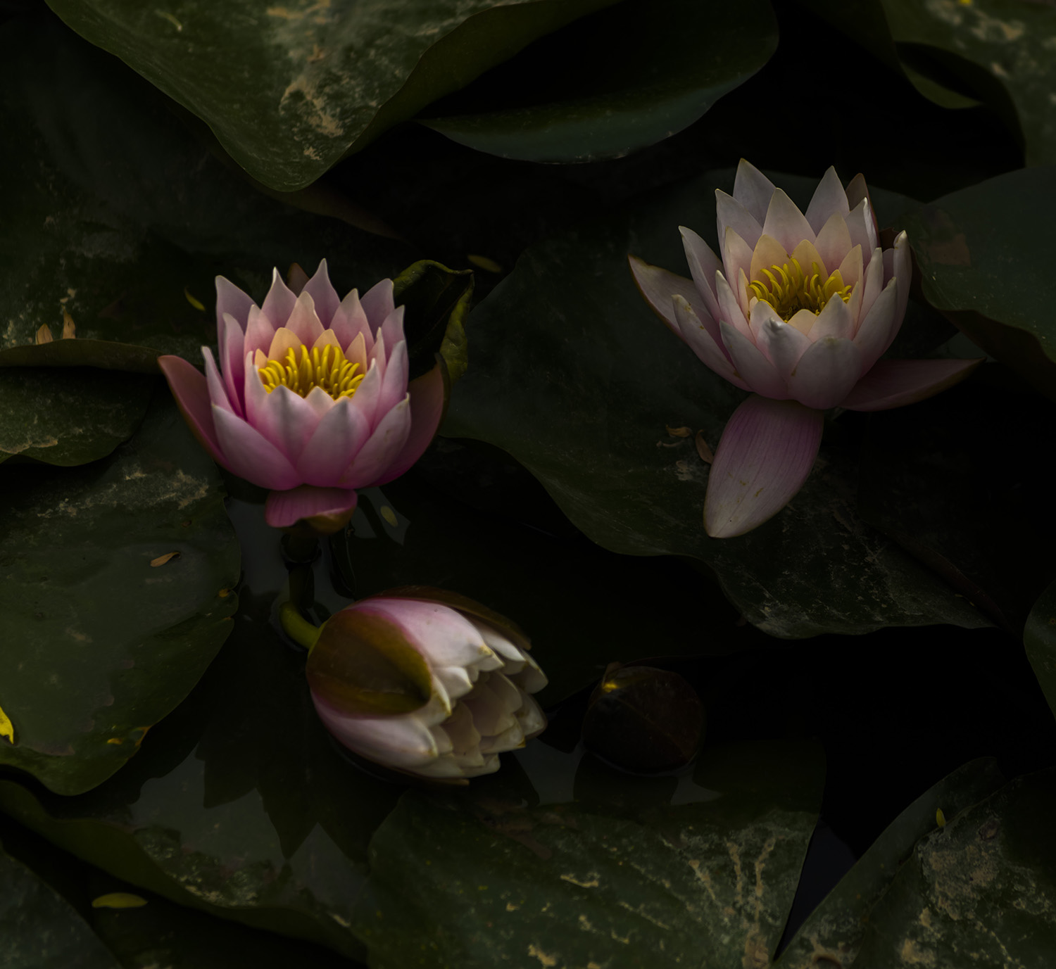 _DSC8918.JPG