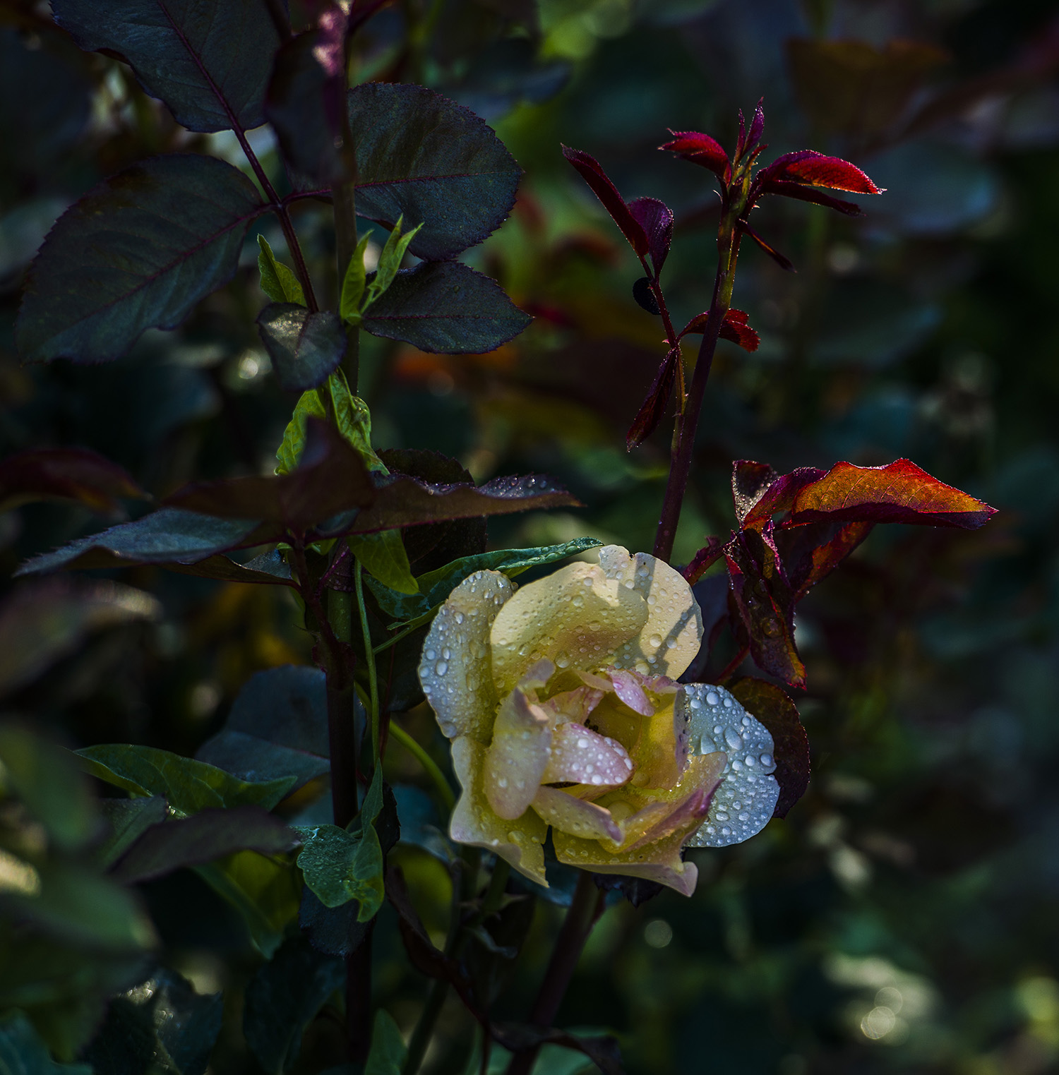 _DSC9218.JPG