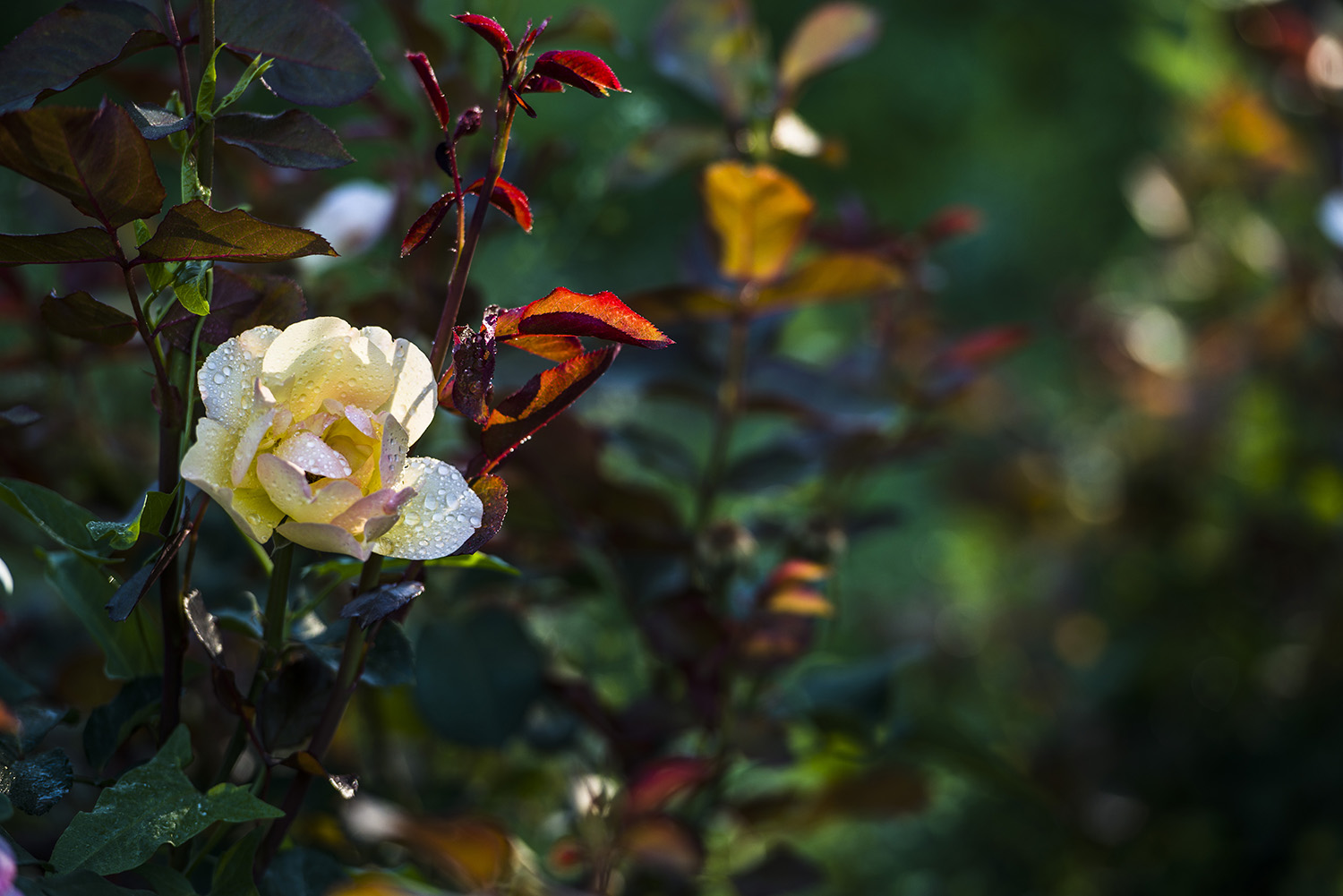 _DSC9222.JPG