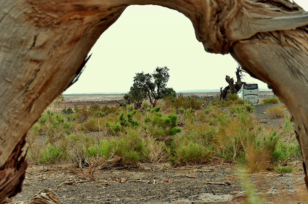 DSC_6025-1.jpg
