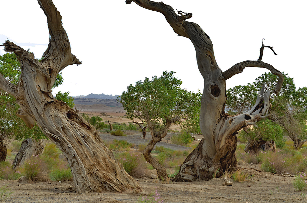 DSC_6039-1.jpg