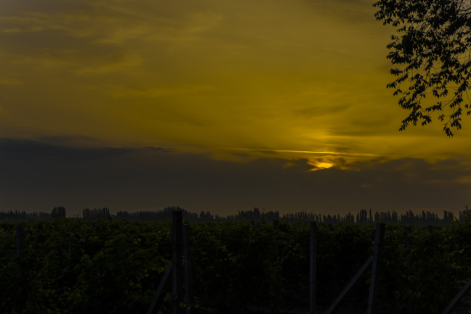 _DSC9590.JPG