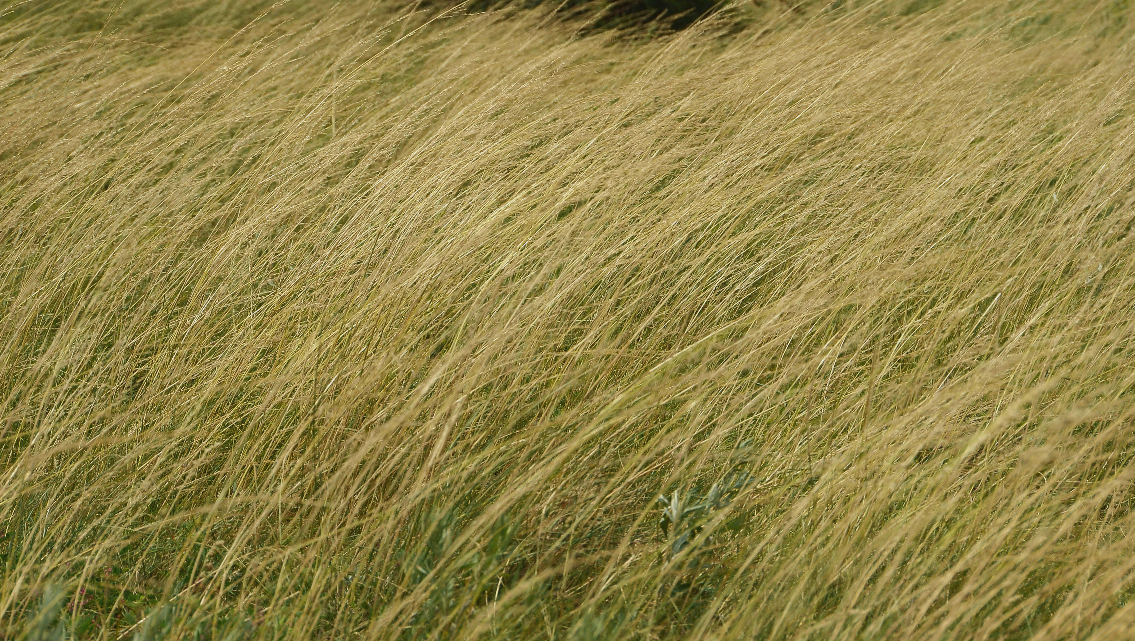 DSC_4959.JPG