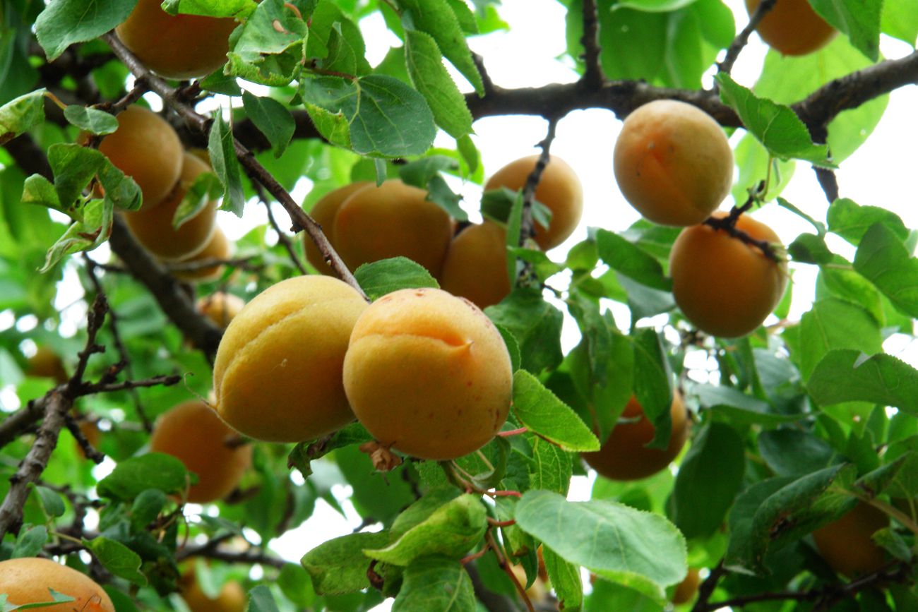 DSC01299_.jpg