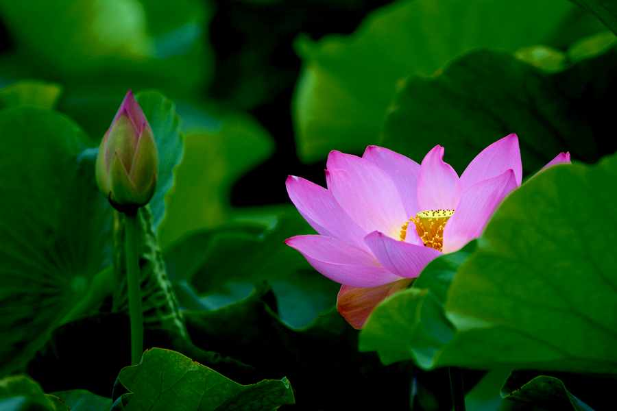 nEO_IMG_DSC_3864.jpg
