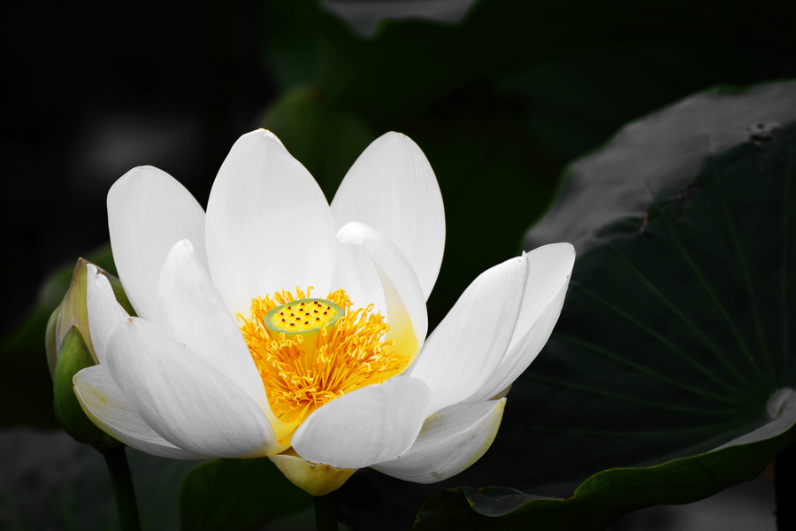 nEO_IMG_DSC_3888.jpg