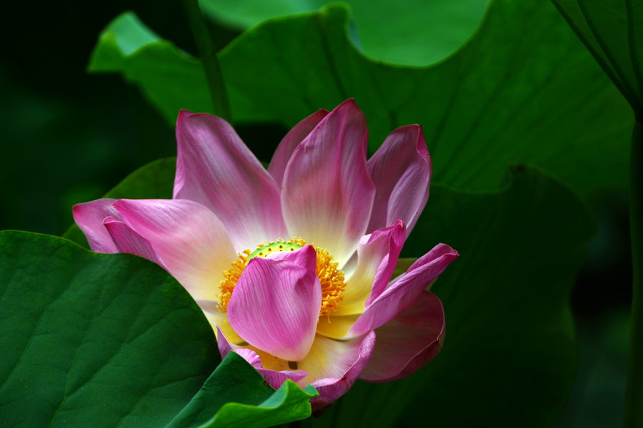 nEO_IMG_DSC_3890.jpg