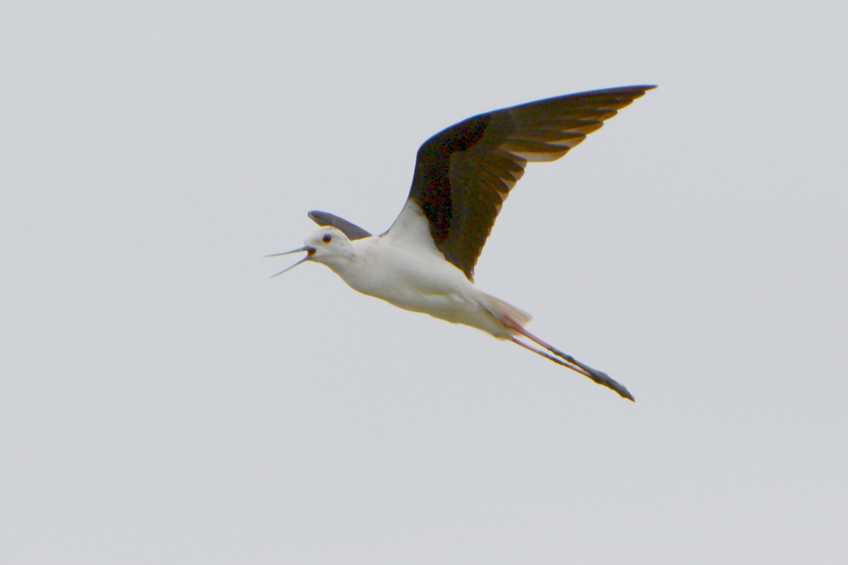 nEO_IMG_DSC_4029.jpg