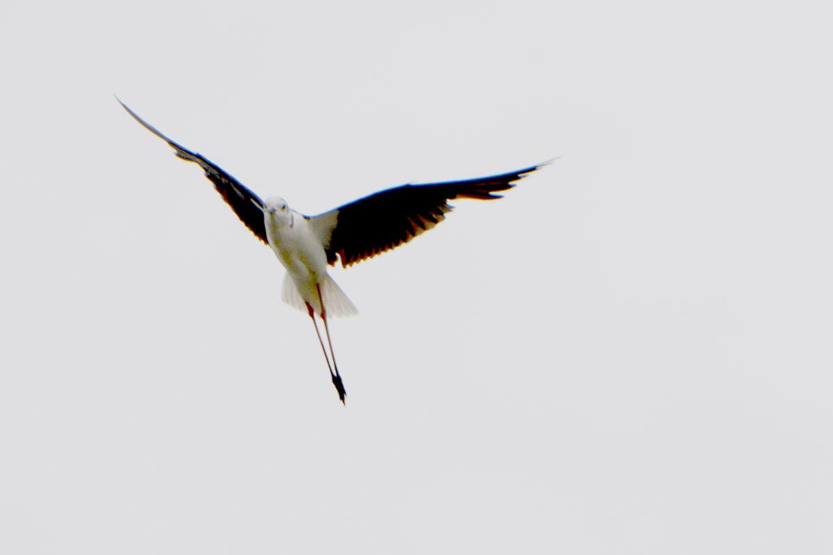 nEO_IMG_DSC_4036.jpg