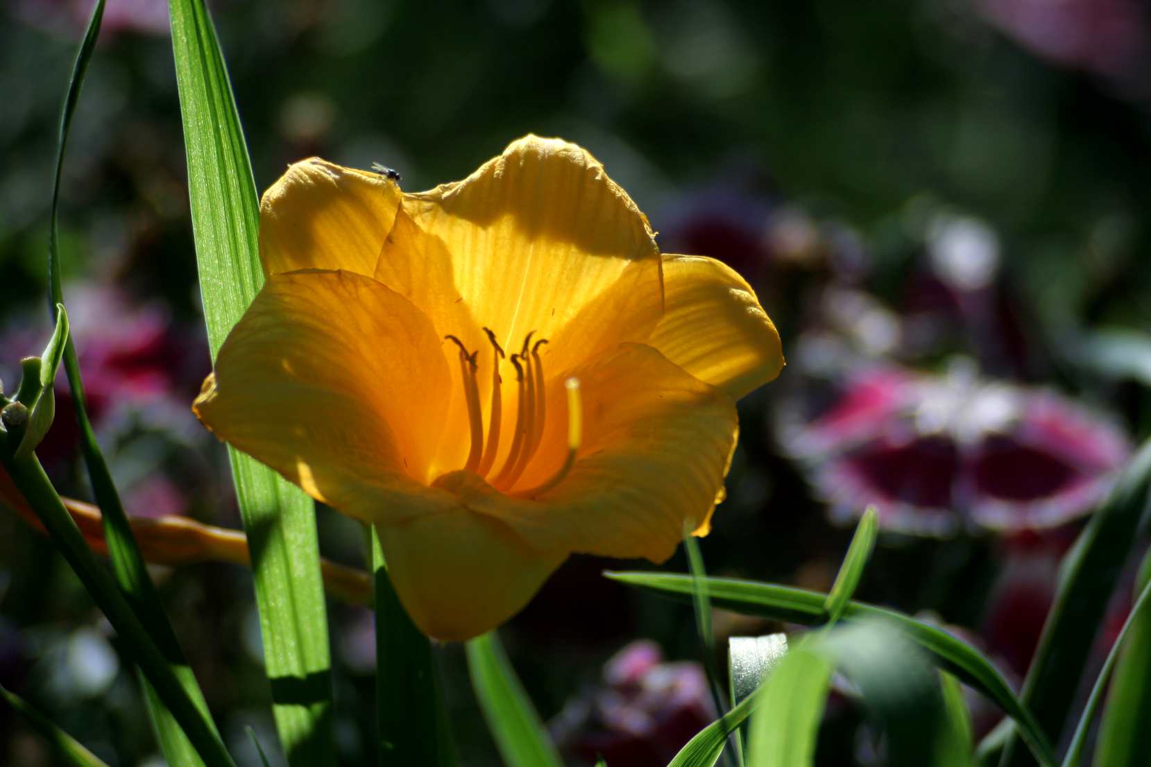 IMG_5096_.jpg