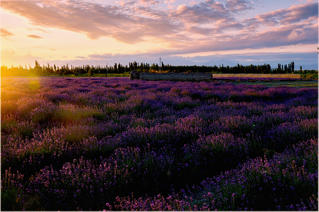 DSC_2066-1.jpg