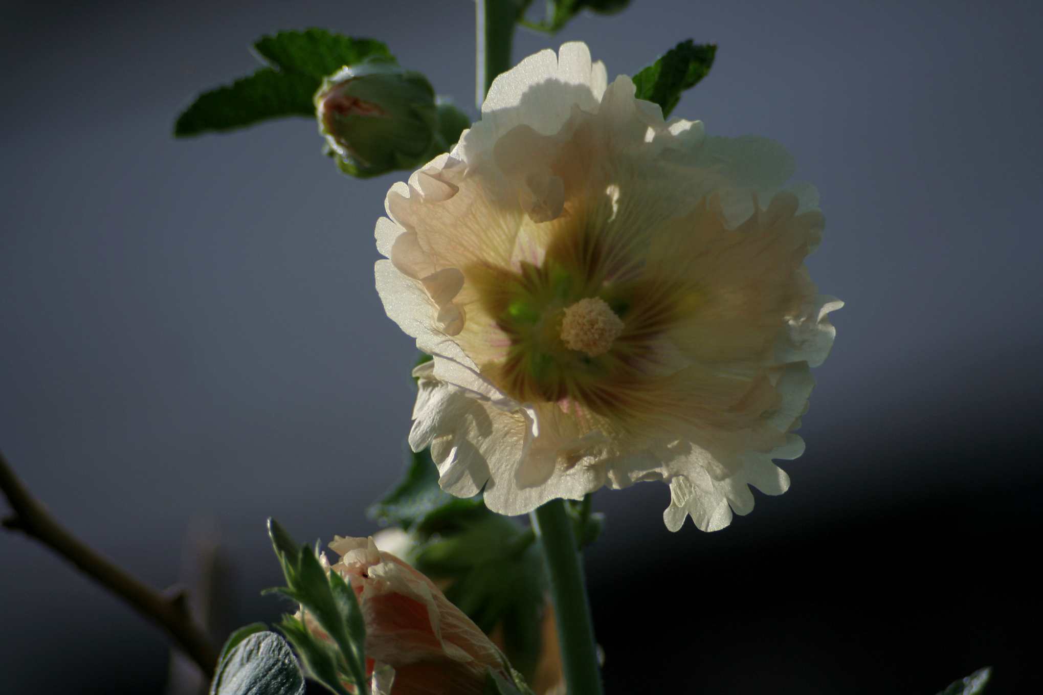 IMG_5278_.jpg