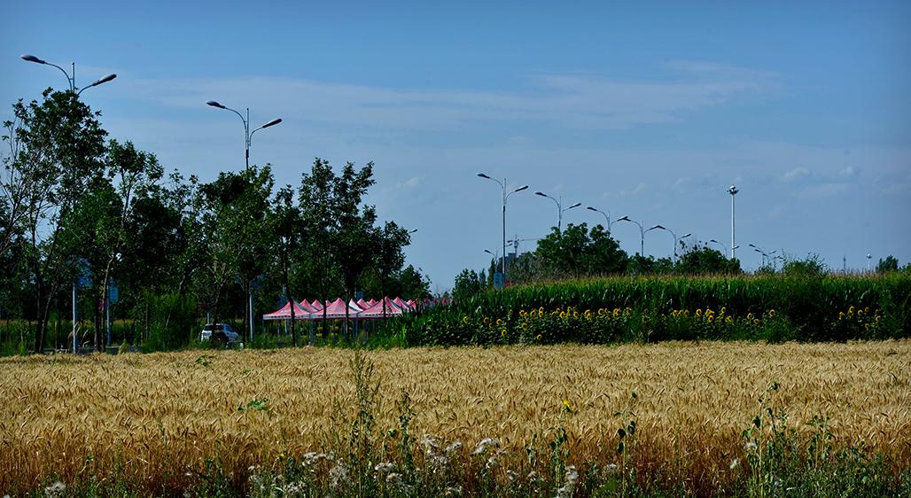 DSC_2547-1.jpg