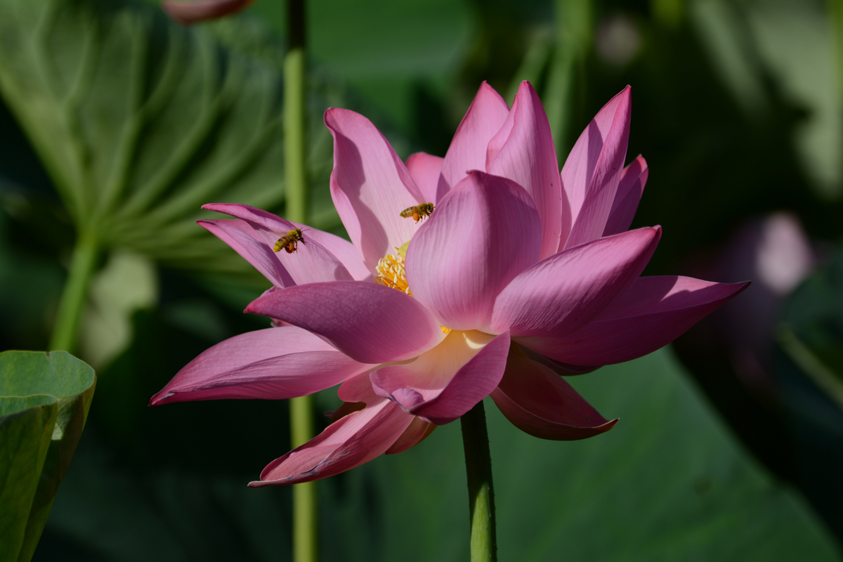 nEO_IMG_DSC_4163.jpg