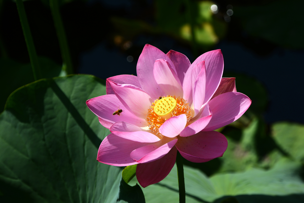 nEO_IMG_DSC_4208.jpg